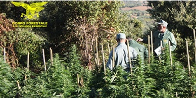 Tiana: sequestrata piantagione di Cannabis
