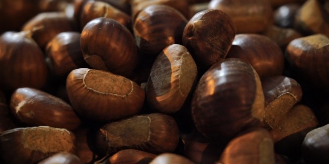 A Belvì la tradizionale raccolta delle castagne