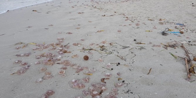 Mare sempre pi caldo: meduse spiaggiate ad Alghero