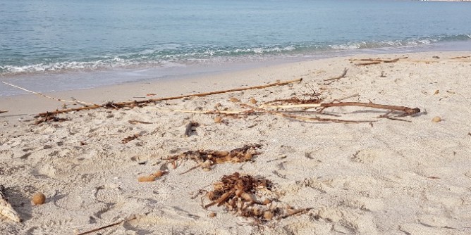 Maria Pia come il Poetto: canne in spiaggia