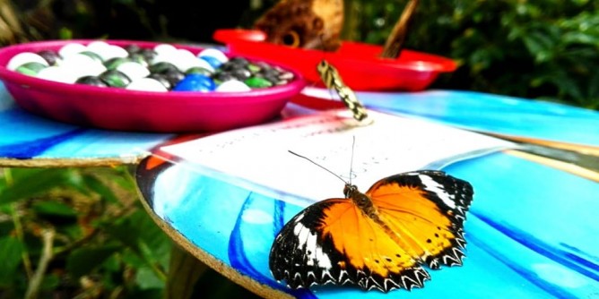 Butterfly House partnership Grimaldi