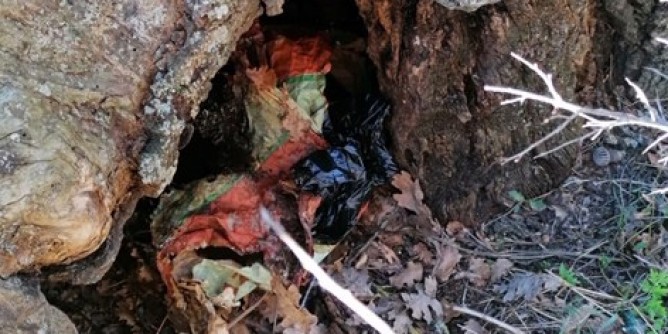Mezzo chilo di marijuana nascosta nell´albero