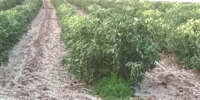 Agricoltura colpita da grandinata dopo inverno <i>primaverile</i>
