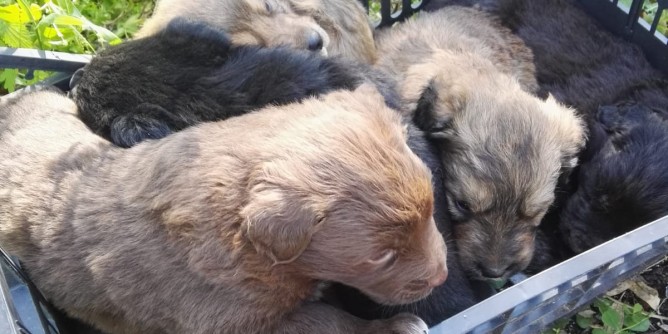 Sei cuccioli messi in salvo dai Barracelli