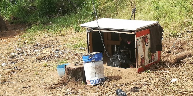 Salvato cane legato a catena ed abbandonato