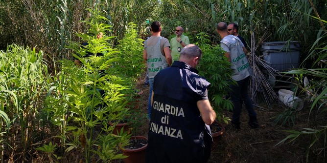 Maracalagonis: sequestrata piantagione di canapa