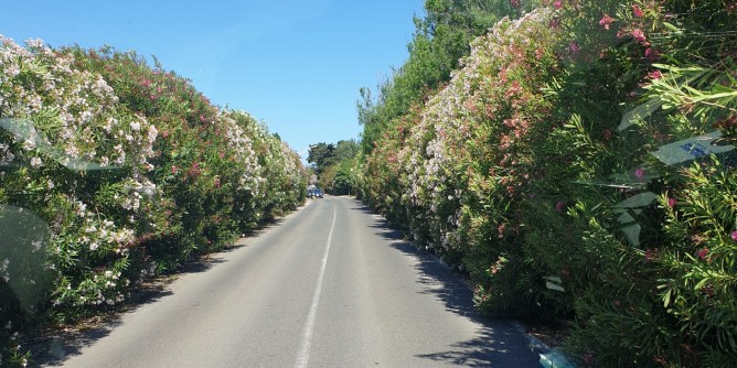 Potatura oleandri nella strada per Platamona