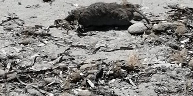 «Spiagge indecorose, fate qualcosa»
