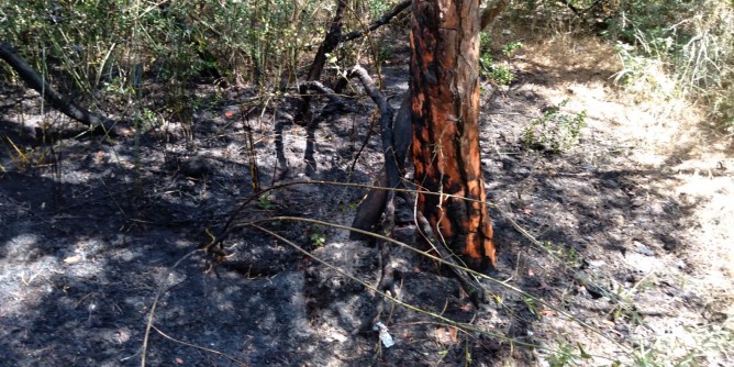 FdI Alghero: condanna verso i responsabili degli incendi