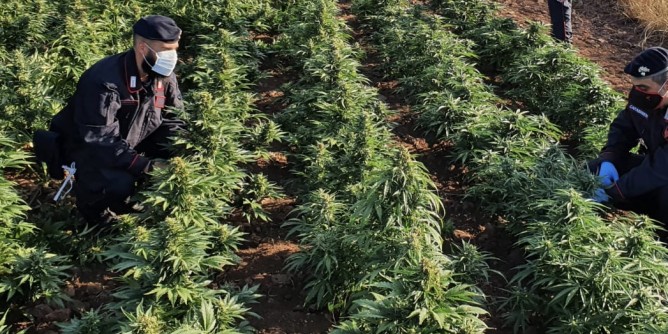 Coltivazione di cannabis: allevatore in manette