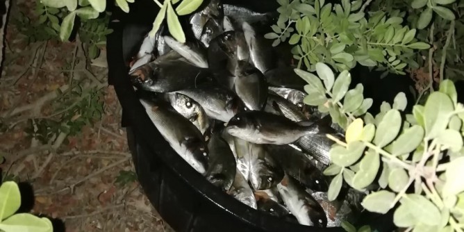 San Teodoro: doppio arresto per furto