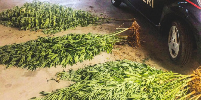 Piantagione di marijuana ad Alghero: 60enne in manette