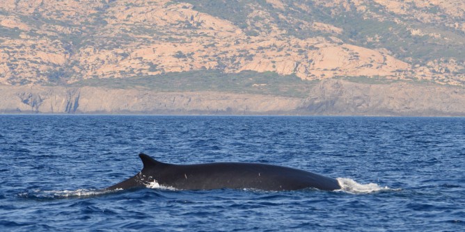 Balenottera all’Asinara: immagini