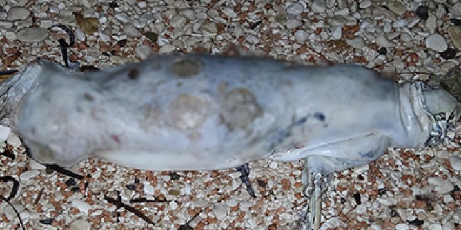 Foca monaca in Sardegna: segnalazione