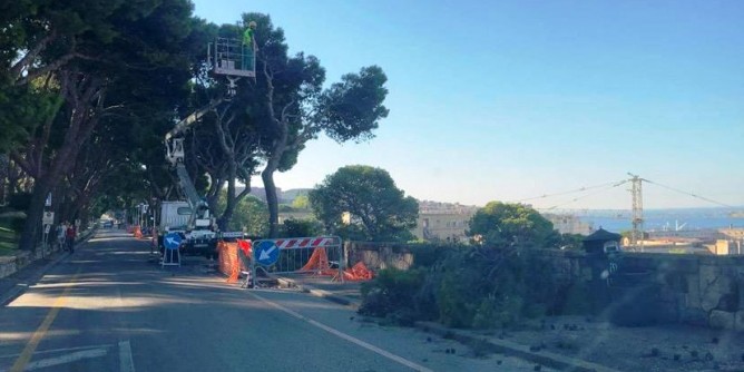 «Cagliari ha bisogno di alberi, non di motoseghe»