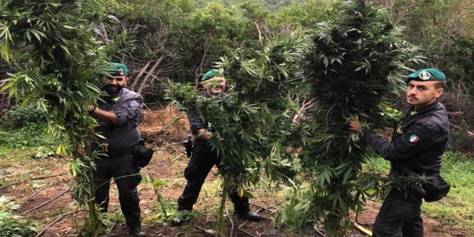 Sequestrata piantagione con 78 piante di marijuana