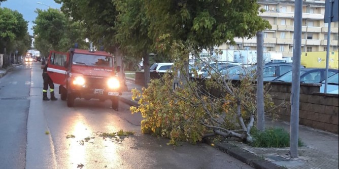 Alghero nella burrasca, alberi spezzati