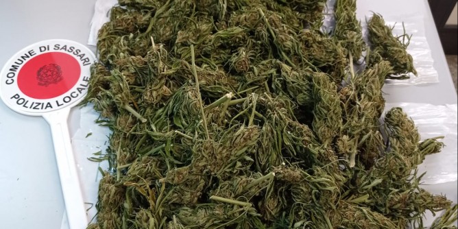 In casa più di un chilo di marijuana, arrestato