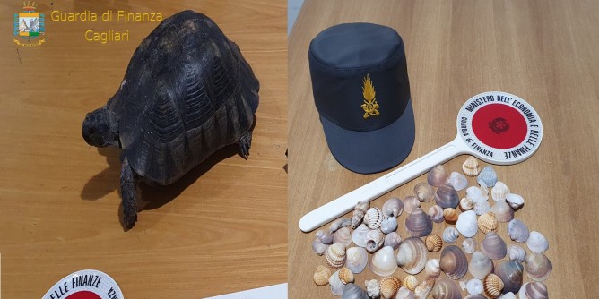 Tartarughe e conchiglie in valigia: denunce e sanzioni a Cagliari