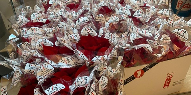 Le stelle di Natale <i>rifioriscono</i> ad Alghero