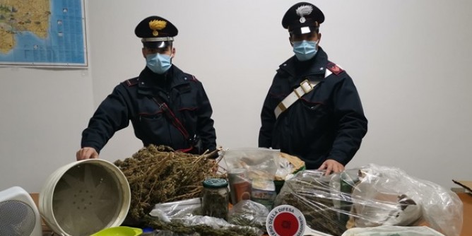 Siligo: 3 chili di marijuana in casa