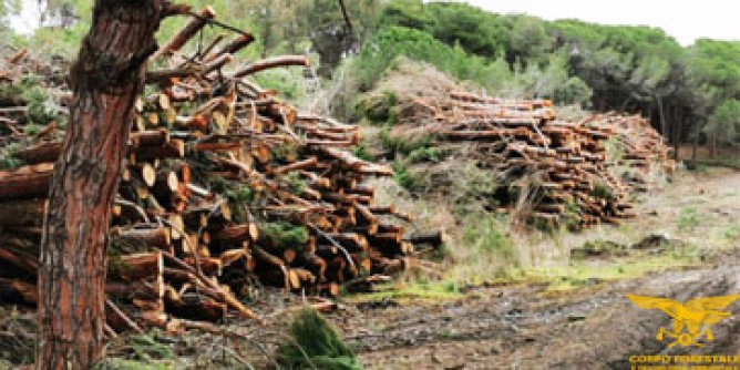Marina di Sorso: sequestrato cantiere forestale