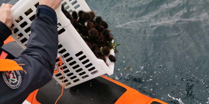 «Pesca ricci, divieto ma anche controlli»
