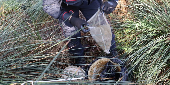 Droga tra la vegetazione: sequestro a Lotzorai