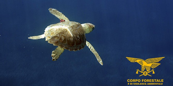 Carcasse di Caretta caretta nelle spiagge ogliastrine