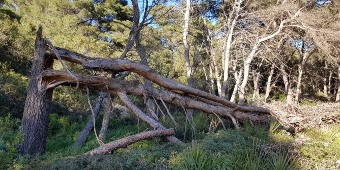 Dossier Punta Giglio: il bosco dimenticato