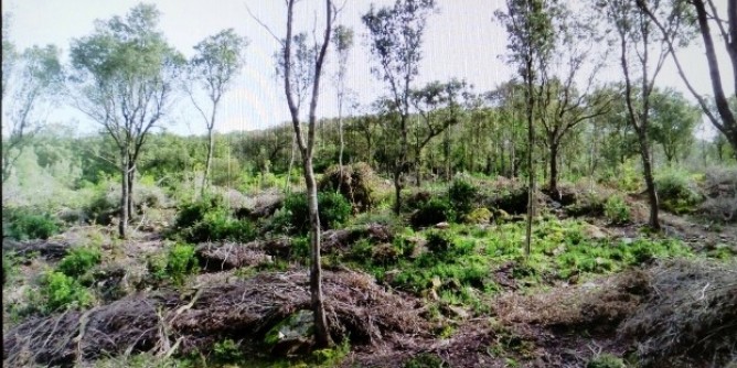 Foreste Aperte a Bitti, Posada, Lodè e Torpè