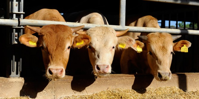 Focolai di “malattia dei cervi” su bovini: allarme