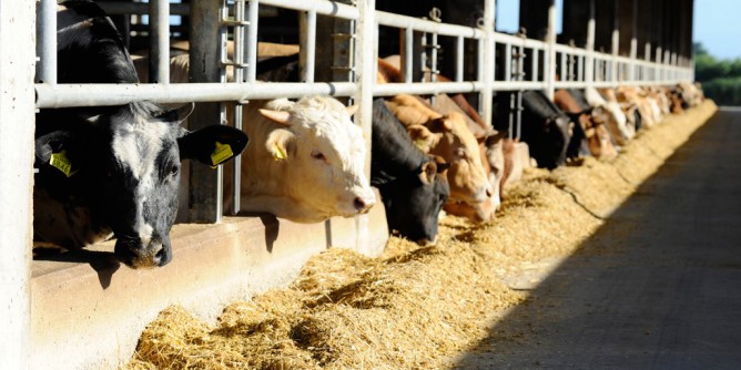 Uniss: al via il progetto MeatCulture