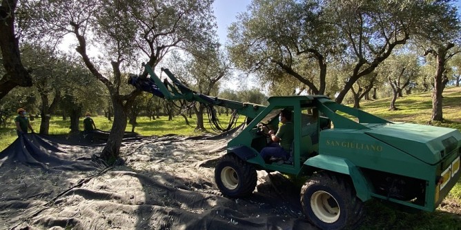 Perso il 30% dell´olio sardo nel 2022