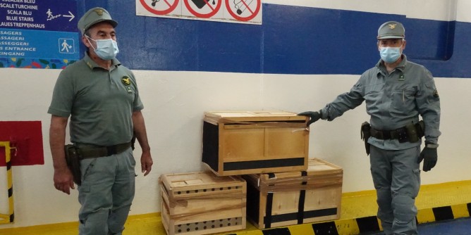 Tre nuove aquile sui cieli della Sardegna