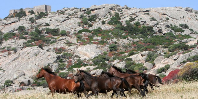 L’Asinara e i Maya, confronto sulla resilienza