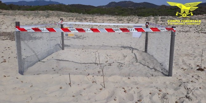 Tartarughe, nidificazione negli arenili