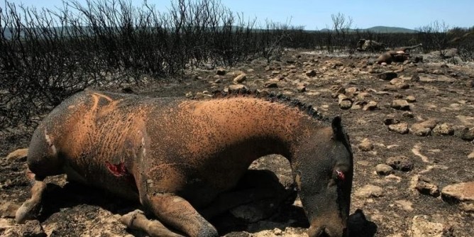 Incendi, nasce l´associazione Montiferru