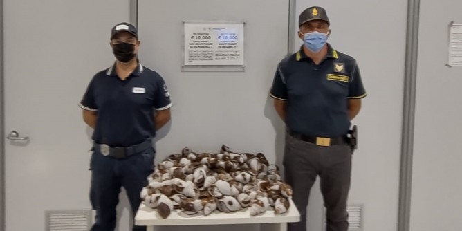 Sequestrate 30 chili di chiocciole