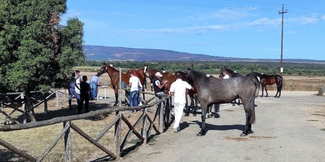 A Tanca Regia il meglio dell´allevamento equino