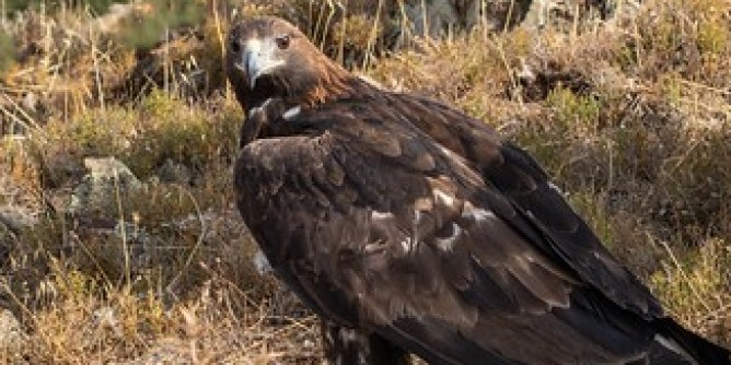 Donnortei, libertà un´aquila reale