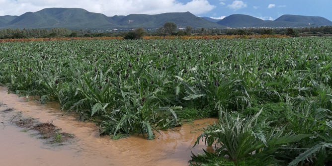 Carciofaie allagate: danni nelle campagne sarde
