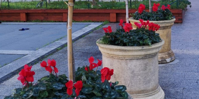 Sassari: 1532 nuove piante per le festività