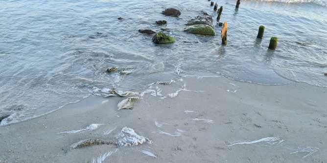«Plastiche e rifiuti al Poetto, gioiello maltrattato»