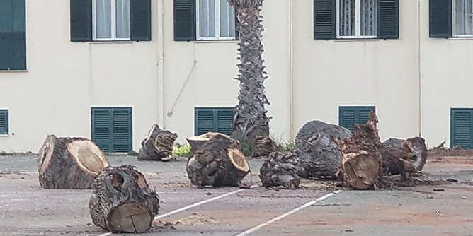 La lettera: Alberi e verde, così non va