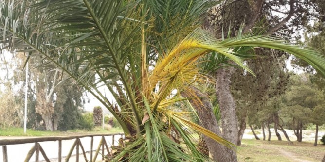 Palme devastate nella notte ad Alghero