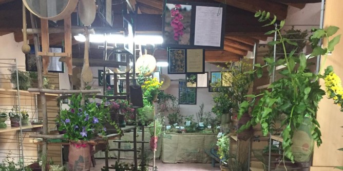 C´è il Festival delle erbe spontanee