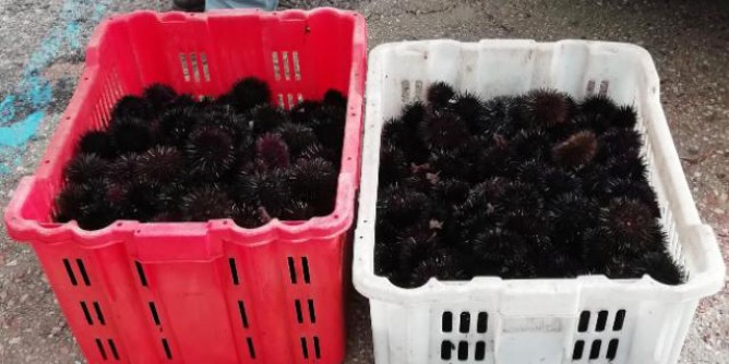 Ricci illegali: sanzioni da 4mila euro