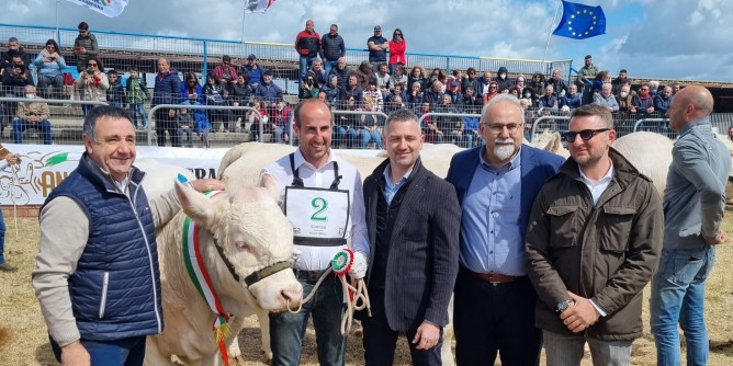 Mostra Bovino, successo a Ozieri