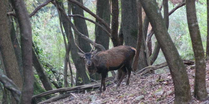 Piani fauna selvatica: «sarà un far west»